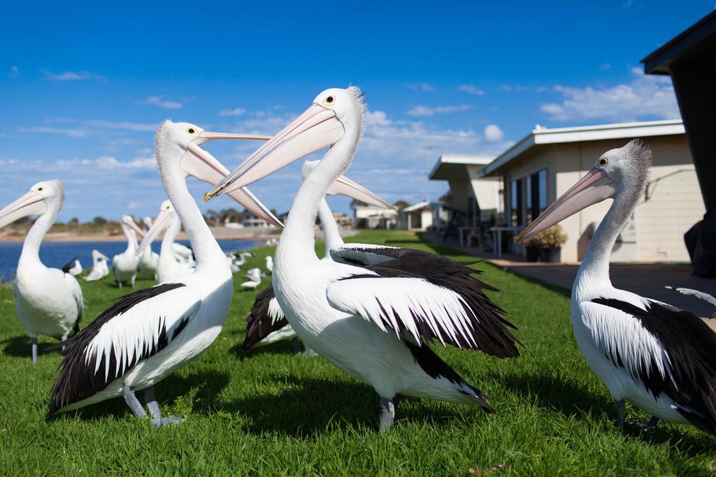 Modra'S Apartments Tumby Bay Dış mekan fotoğraf